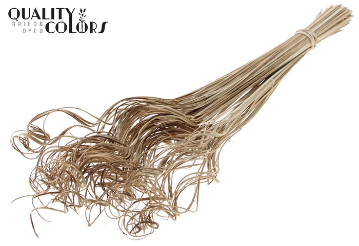 Palm Curly TT 100pc per bunch Natural
