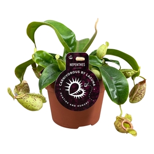 Nepenthes Hookeriana 12 cm