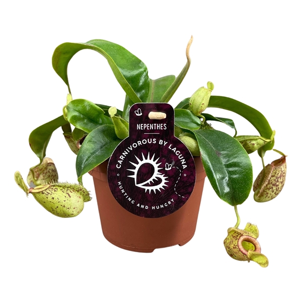 <h4>Nepenthes Hookeriana 12 cm</h4>