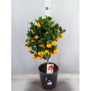 Citrus   ...