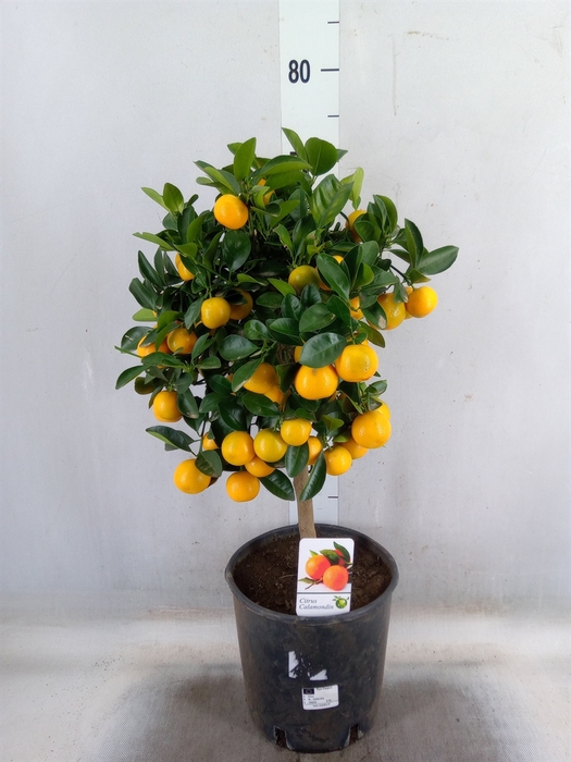 <h4>Citrus   ...</h4>
