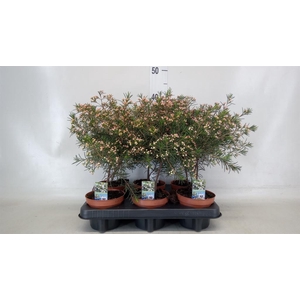 Chamelaucium unci.   ...