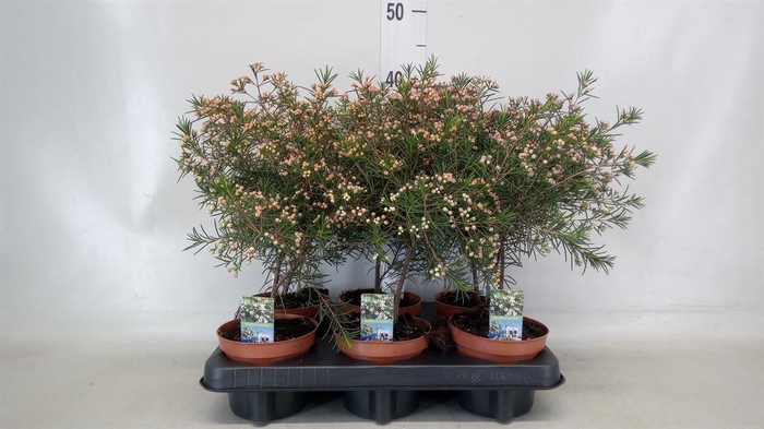 <h4>Chamelaucium unci.   ...</h4>