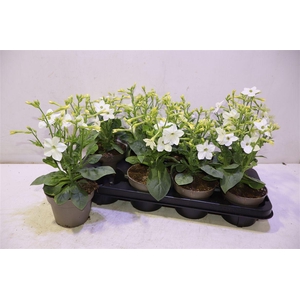 arr8 Nicotiana Ov White