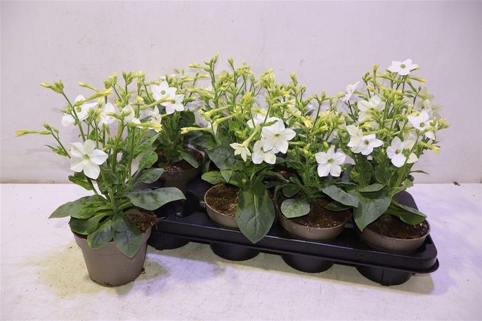 <h4>arr8 Nicotiana Ov White</h4>