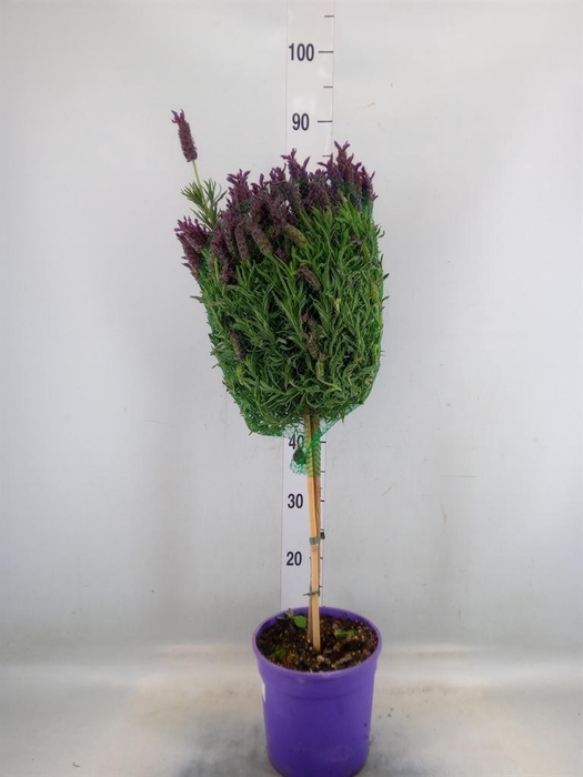 <h4>Lavandula stoec.</h4>