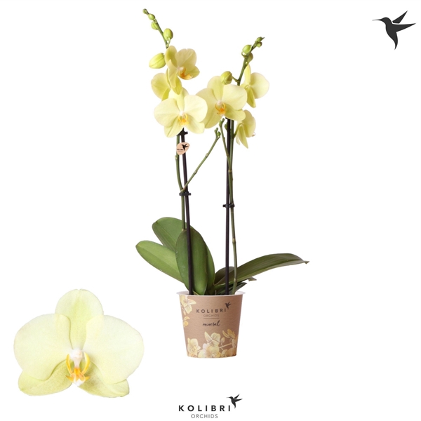 <h4>Kolibri Orchids Phalaenopsis yellow 2spike</h4>