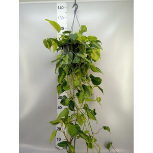 Philodendron scand. 'Brasil'
