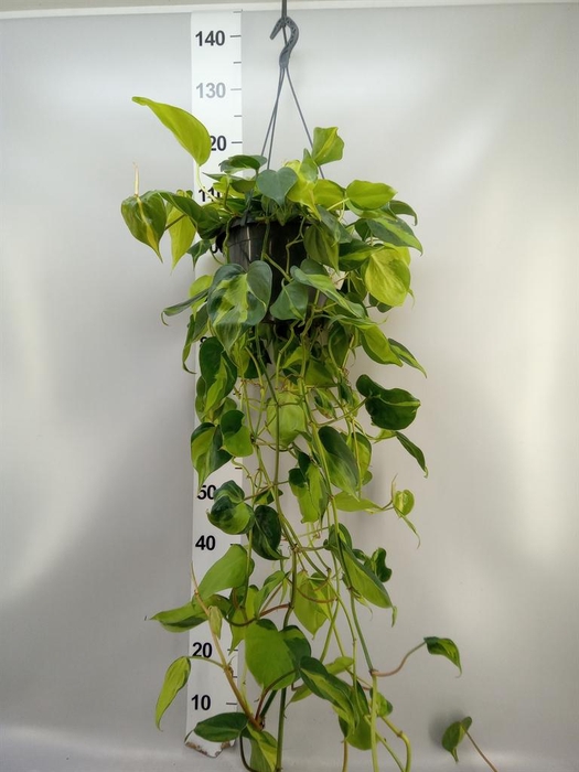 <h4>Philodendron scand. 'Brasil'</h4>