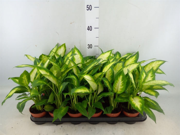 <h4>Dieffenbachia  'Camilla'</h4>