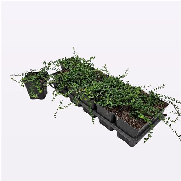 <h4>Euonymus Fort. 'Minimus'</h4>