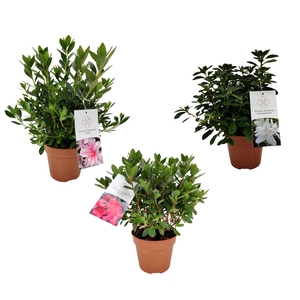 Azalea jap. Mix P15