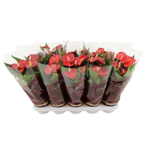 Anthurium Micra in Couture Diamond Line Purple sleeve