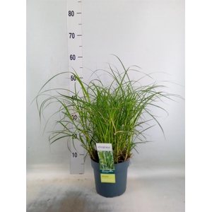 Miscanthus sin. 'Strictus'