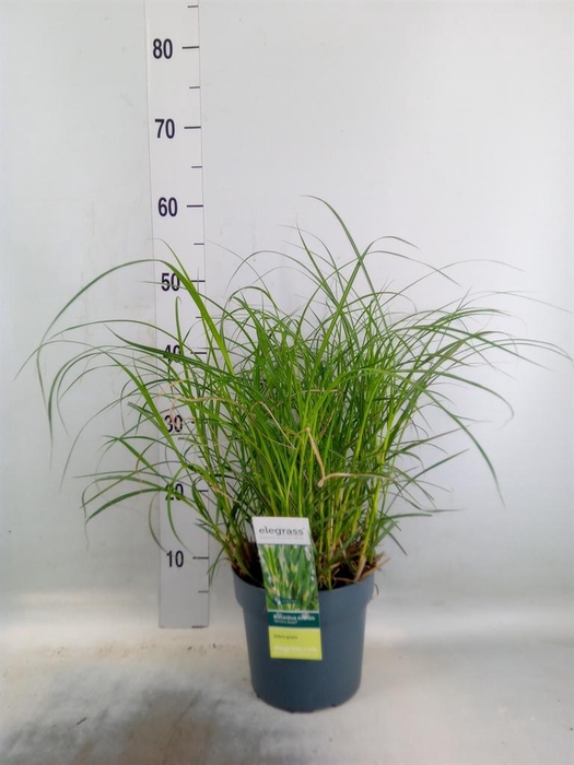 <h4>Miscanthus sin. 'Strictus'</h4>