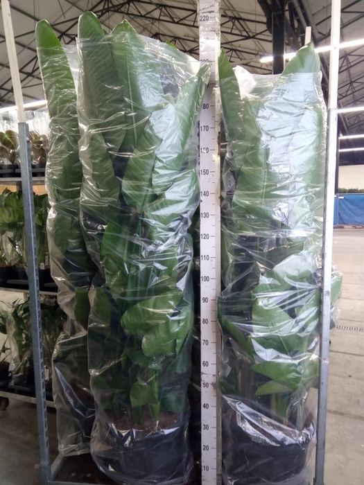 <h4>Strelitzia nicolai</h4>