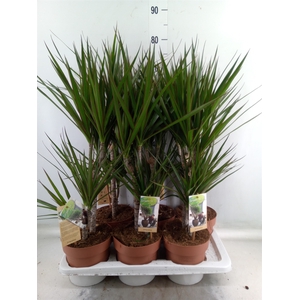 Dracaena marg.