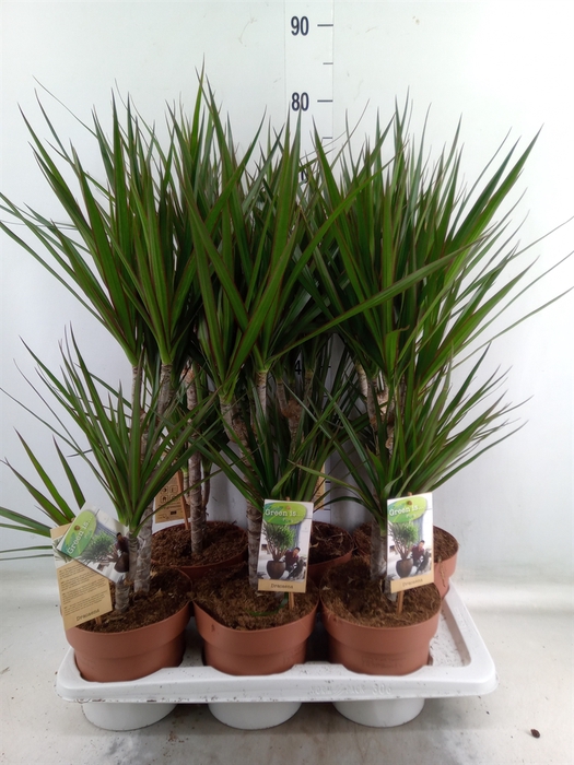 <h4>Dracaena marg.</h4>