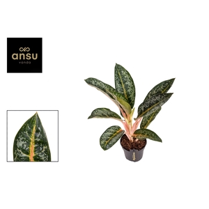 Aglaonema overig
