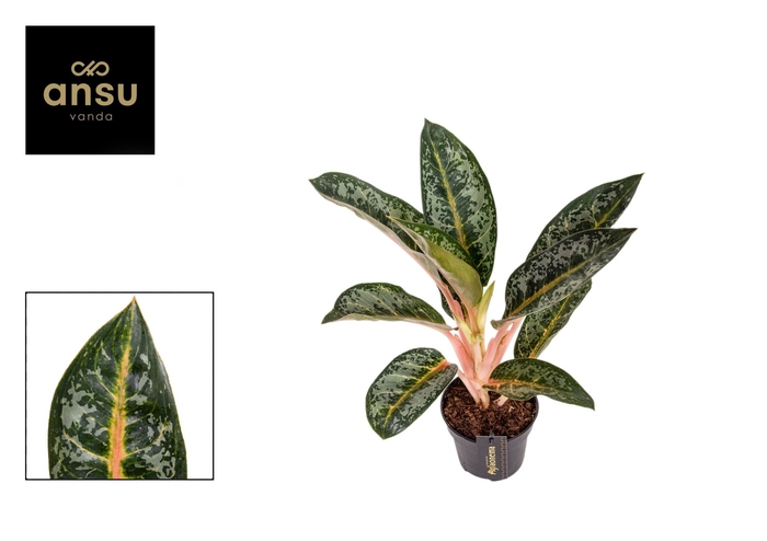 <h4>Aglaonema overig</h4>