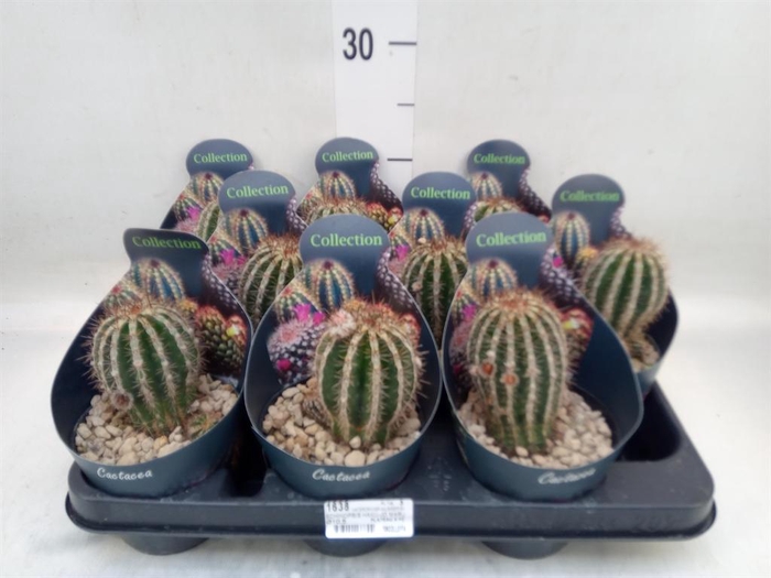 <h4>Cactus   ...</h4>