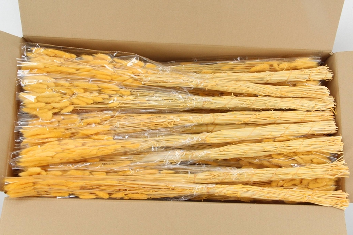 <h4>DF Lagurus Bs 50g/70cm S.Yell.</h4>