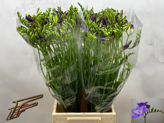 <h4>FR EN MERCURIUS</h4>