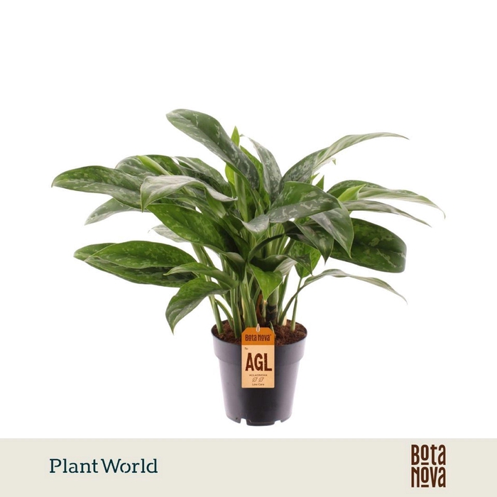 <h4>Aglaonema Green Lady</h4>