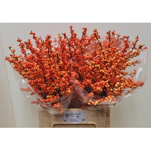 ILEX VE OUDIJ ORANGE