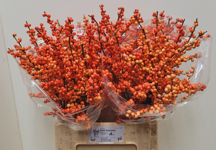 <h4>ILEX VE OUDIJ ORANGE</h4>