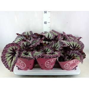 Begonia BD   ...
