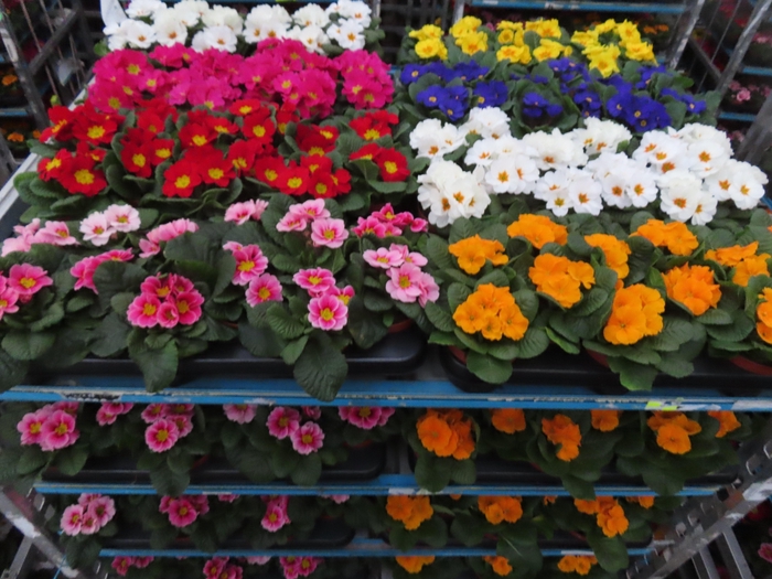 <h4>PRIM AC MIXK</h4>