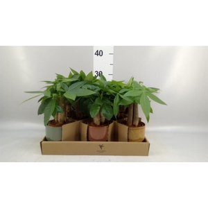 Pachira aquatica