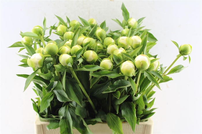 <h4>Paeonia L Duches D Nemo</h4>