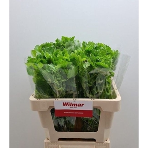Moluccella Stuk