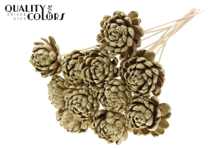 Shola New Beauty Rose Ø8cm on stem Gold