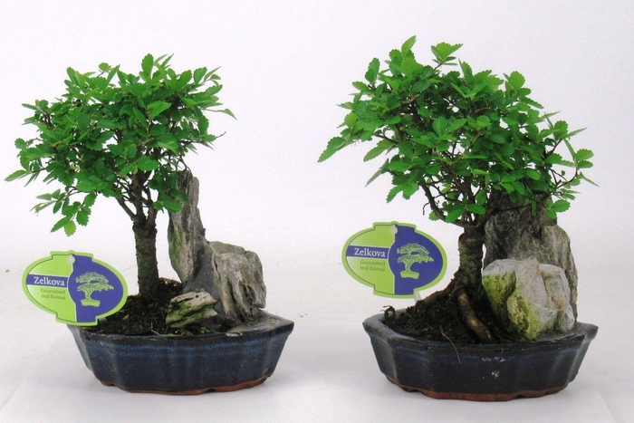 <h4>Zelkova parviflora, 16cm., with rock, without driptray</h4>
