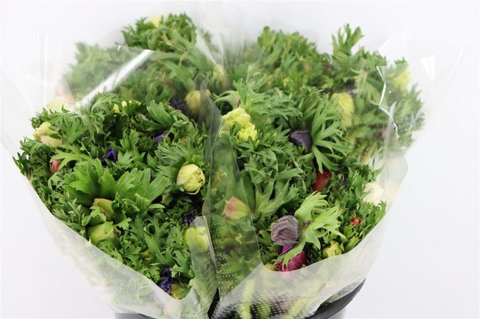 <h4>Anem Marianne Mixed</h4>