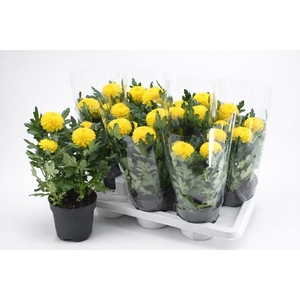 CHRYS FP YELLOW