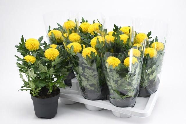 <h4>CHRYS FP YELLOW</h4>