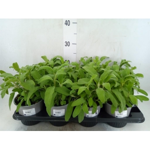 Salvia officinalis