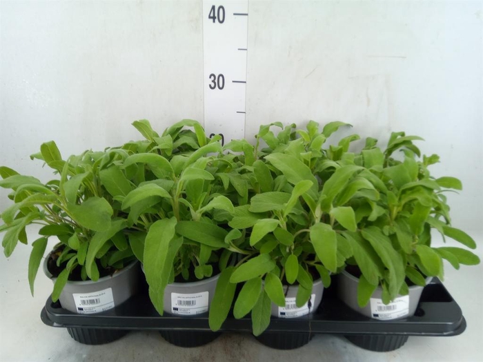 <h4>Salvia officinalis</h4>