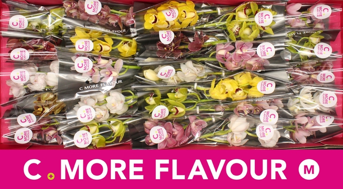 <h4>Mini cymbidium 'Mix 30' cm</h4>