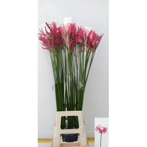 Nerine Bo El Pink Charm