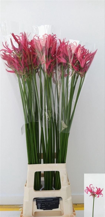 <h4>Nerine Bo El Pink Charm</h4>