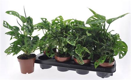 <h4>Monstera Obliqua</h4>