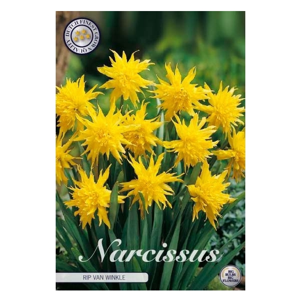 <h4>Narcissus Minor Pumilis Rip van Winkle x10 12/+</h4>