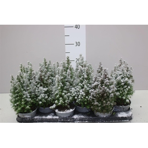 Chamaecyparis Th Alpica Snow