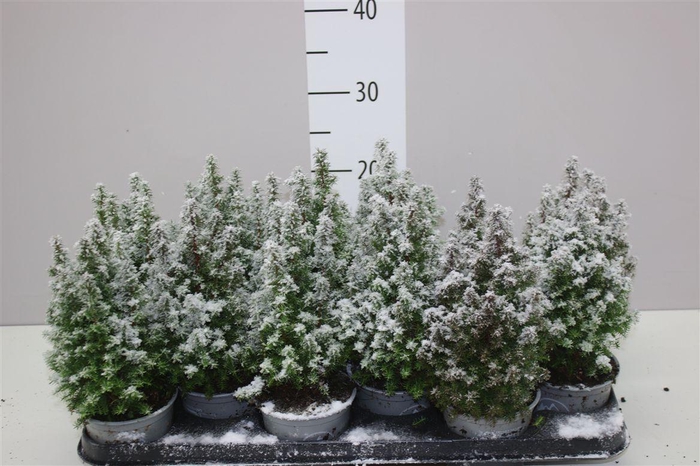 <h4>Chamaecyparis Th Alpica Snow</h4>