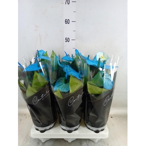 Anthurium andr. 'Cocos'